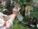 Déco Brico Jardinage : Entretien d'une Orchidée