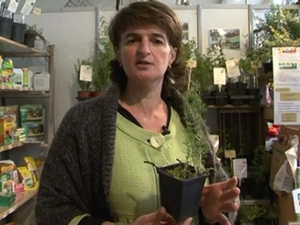 Déco Brico Jardinage : La menthe des cerfs