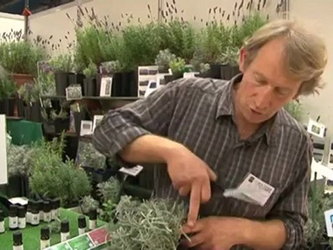 Déco Brico Jardinage : Planter de la lavande dans son jardin