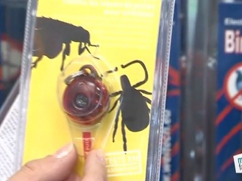 Comment éliminer les puces sur animaux ?