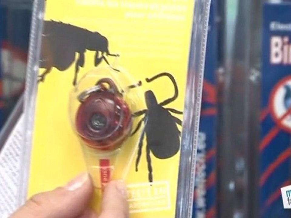 Comment éliminer les puces sur animaux ?