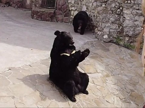 черный медведь