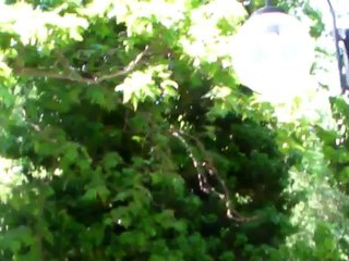 Çile Bülbülüm, Aldırma Gönül... Öngel AKI