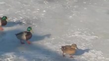 Утки зимой
