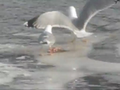 Чайка поймала рыбу