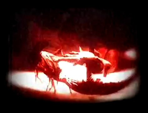Deadly Creatures - Trailer 1