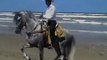 UN CHEVAL DANSE LA COUNTRY SUR LA PLAGE  - A HORSE DANCE THE COUNTRY ON THE BEACH