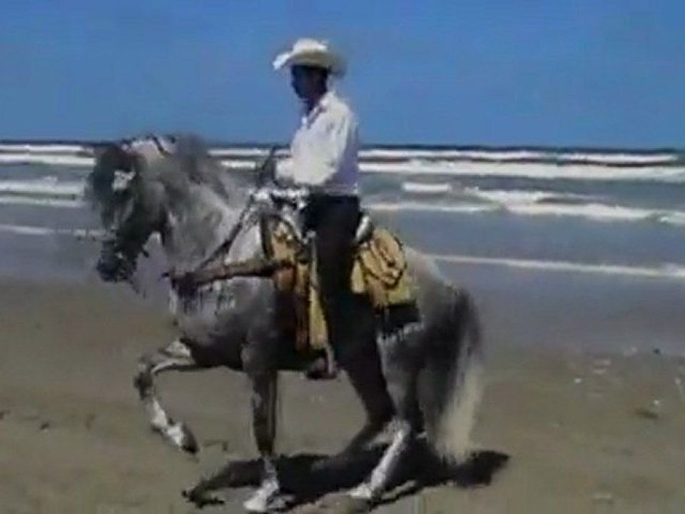UN CHEVAL DANSE LA COUNTRY SUR LA PLAGE  - A HORSE DANCE THE COUNTRY ON THE BEACH