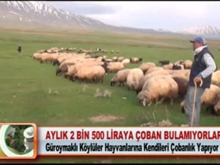AYLIK 2 BİN 500 LİRAYA ÇOBAN BULAMIYORLAR 10.05.2012