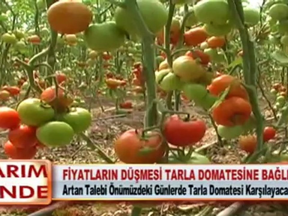 FİYATLARIN DÜŞMESİ TARLA DOMATESİNE BAĞLI 10.05.2012