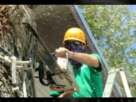 Tree Service Marble Falls TX | (512) 731-8956