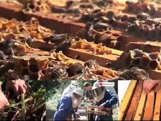 Pour vous en Pays de Savoie : "Apiculture"