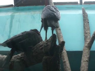 Кафский ворон-любовь