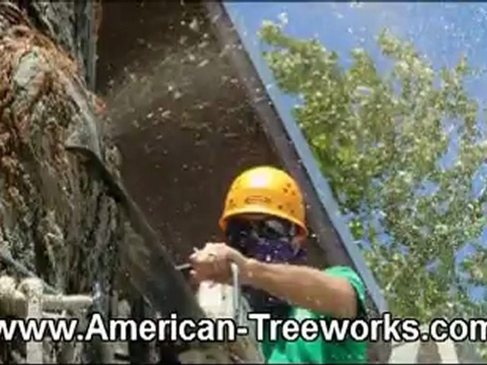 Tree Removal Lake Travis TX | (512) 731-8956