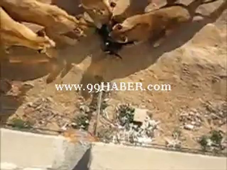 Çin Badaltearing Safari Parkta Vahşet