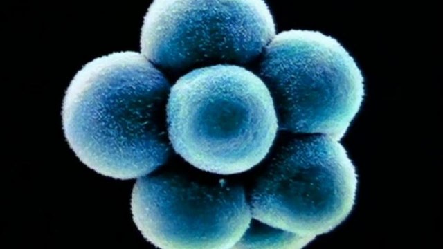 Клетка, или из чего состоит жизнь - Невидимое царство