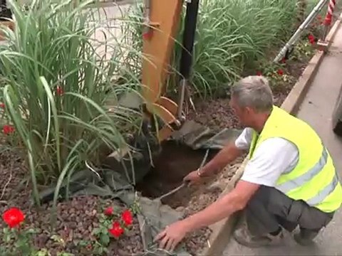 Plantation de palmiers à l'entrée du Barcarès