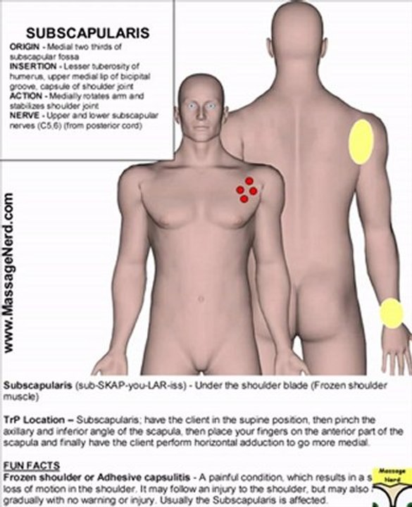 Subscapularis Muscle