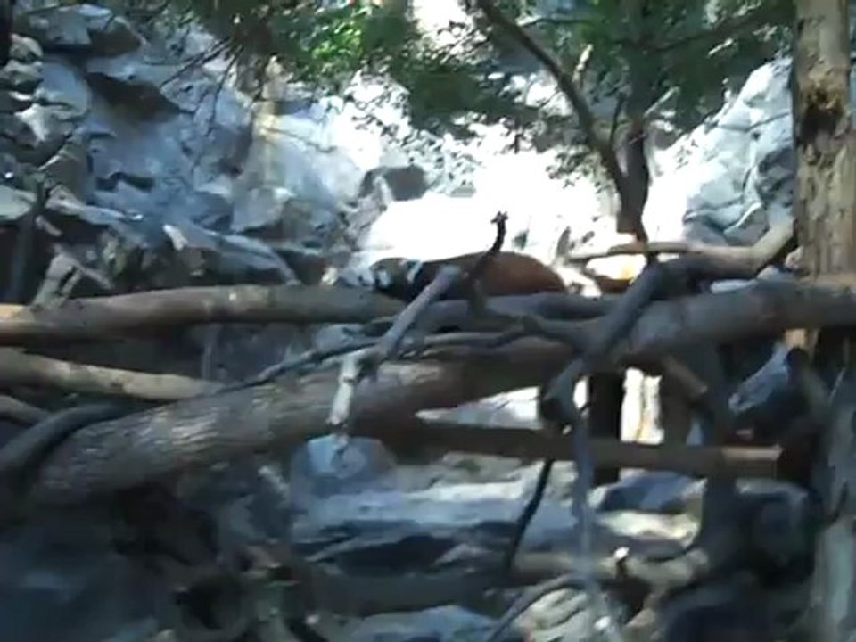 Part 8 - Name this animal