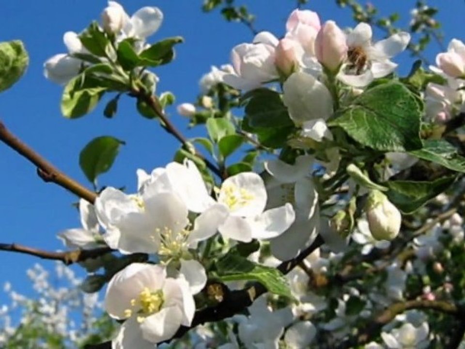 Przyjdzie wiosna znów