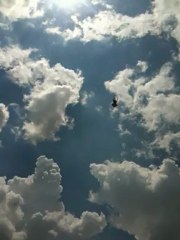 YENİ TEKE ALINAN YAVRU