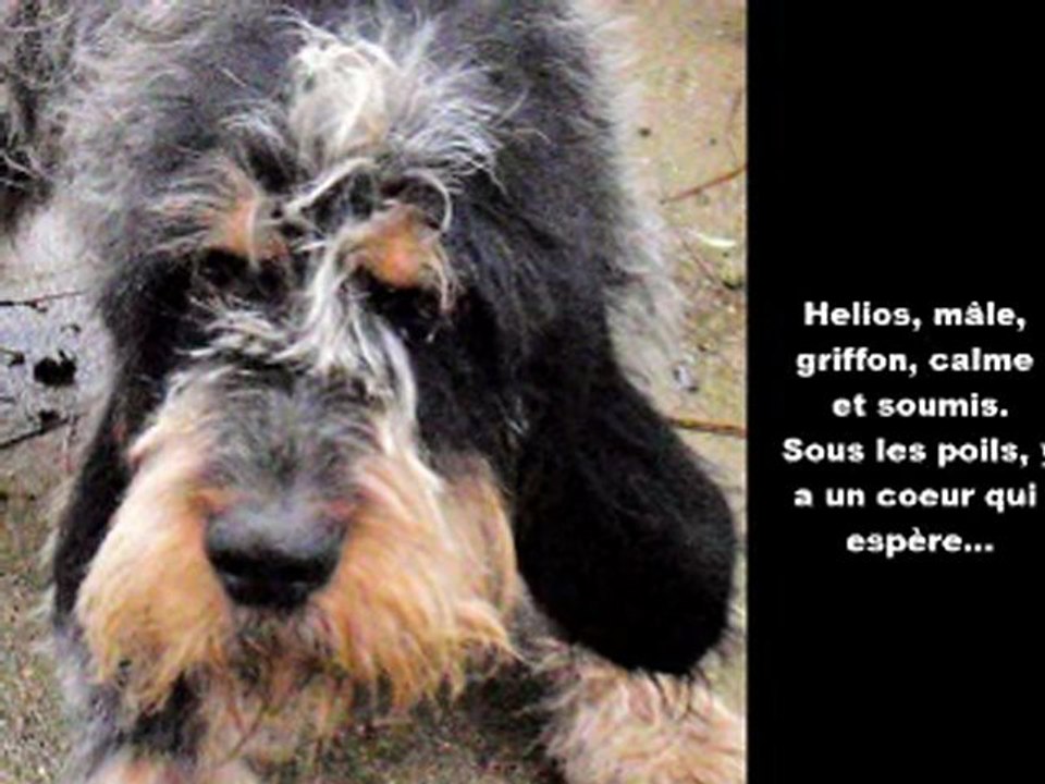 THIERNAY CHIENS A ADOPTER AU 10052012