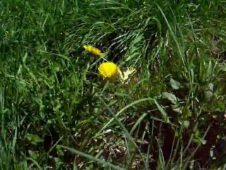 Machaon 55 Nord, qq part Est Europe, le 10 mai 2012