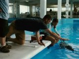 Dolphin Tale - Exclusive Interview With Harry Connick Jr, Nathan Gamble And Cozi Zuehlsdorff