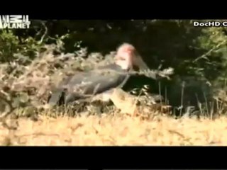 افريقيا البرية النيل