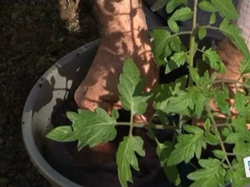 Potager : planter des radis, tomates et salade