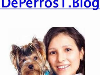 Cómo enseñar a un perro a ir al baño