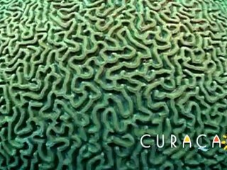 Curacao Dive Video - Caradonna Pre Roll