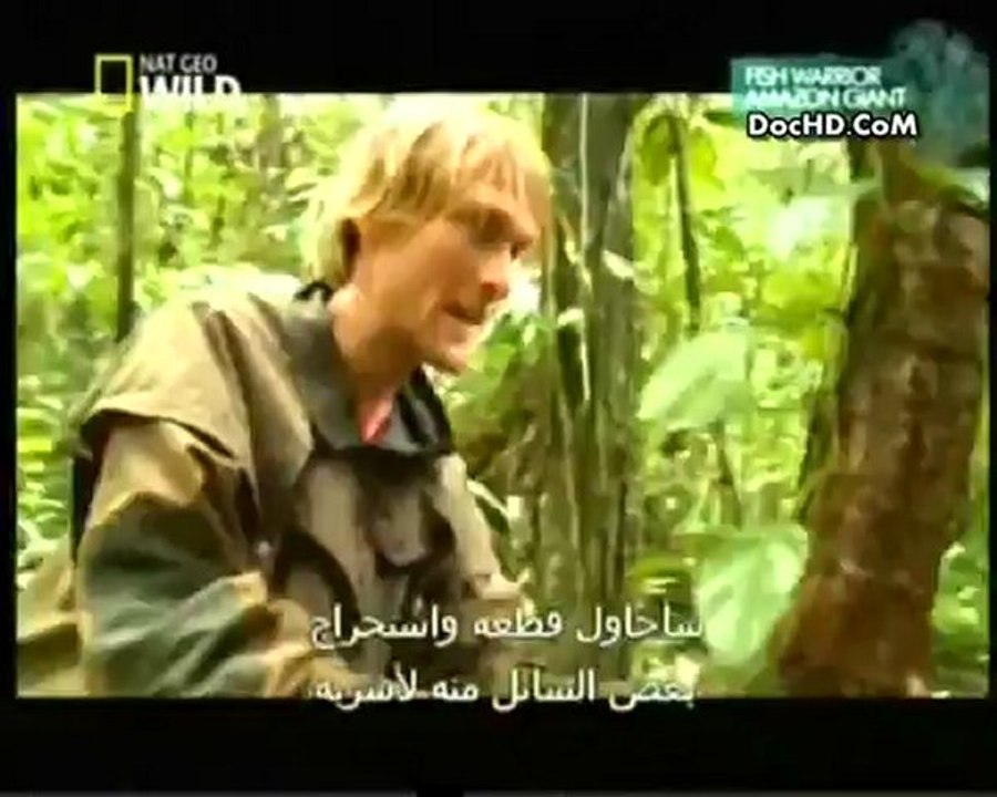 أسماك الامزون العملاقة