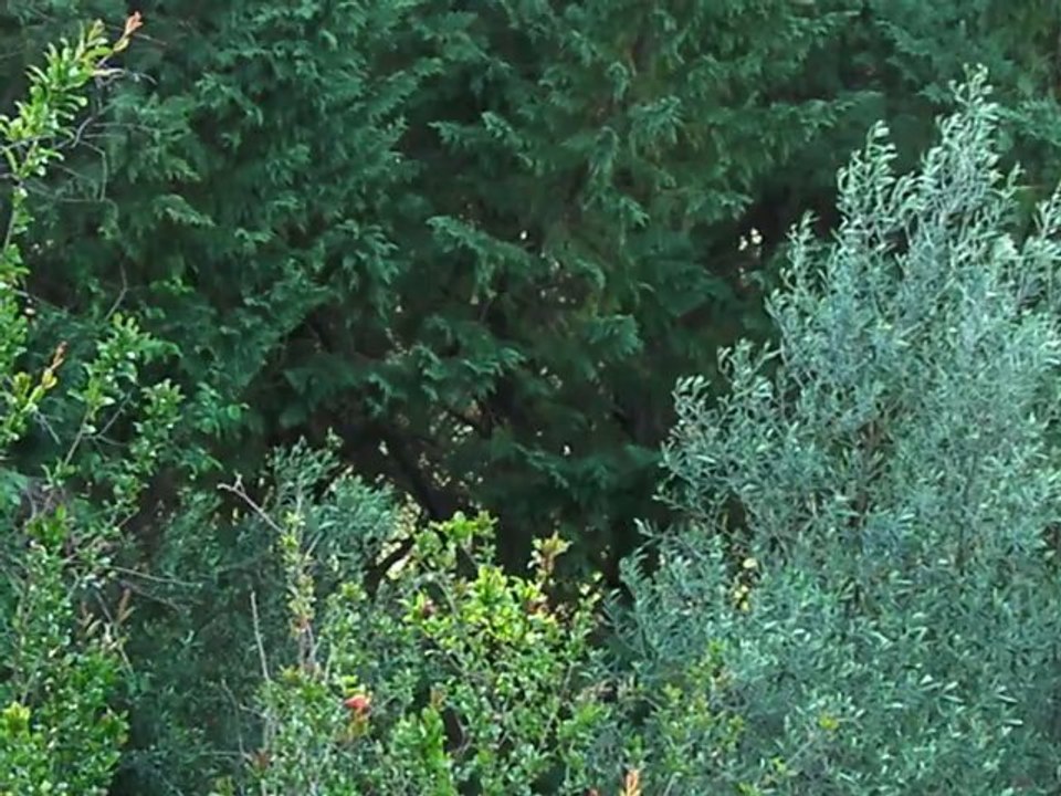 Chant du Pinson des arbres Mai 2012