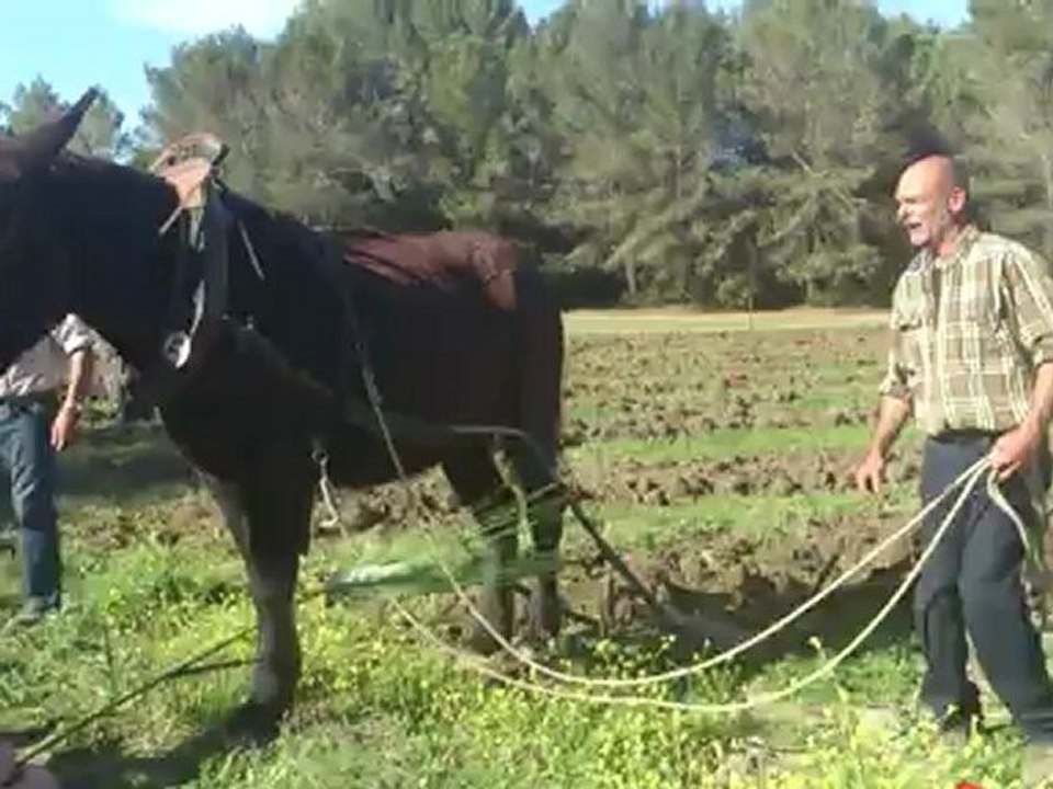 cheval de trait grans2