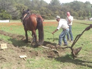 cheval de trait grans1