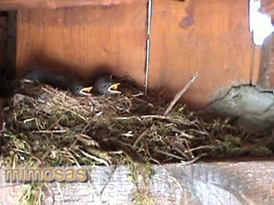 filmé nid avec oiseaux J 10 05 2012 ,filmé sous le Préau .