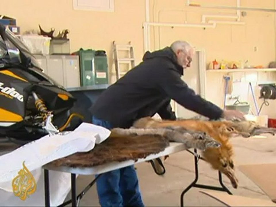 Canadian coyotes cause controversy