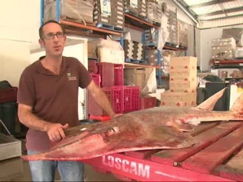 Australia's the Great Barrier reef could be endangered