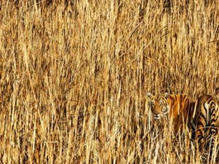 Ben Gold, Tritonal-Apex(Original mix)