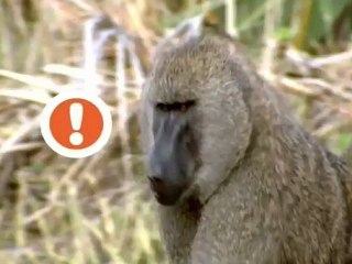 El sismógrafo natural de las arañas