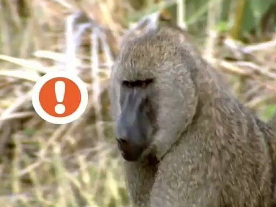 El sismógrafo natural de las arañas