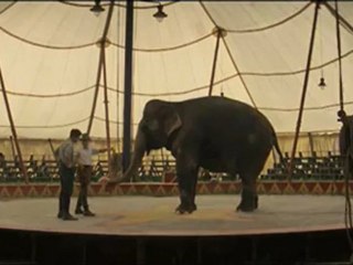 Water for Elephants - Clip - I'd Hate To Think Of It