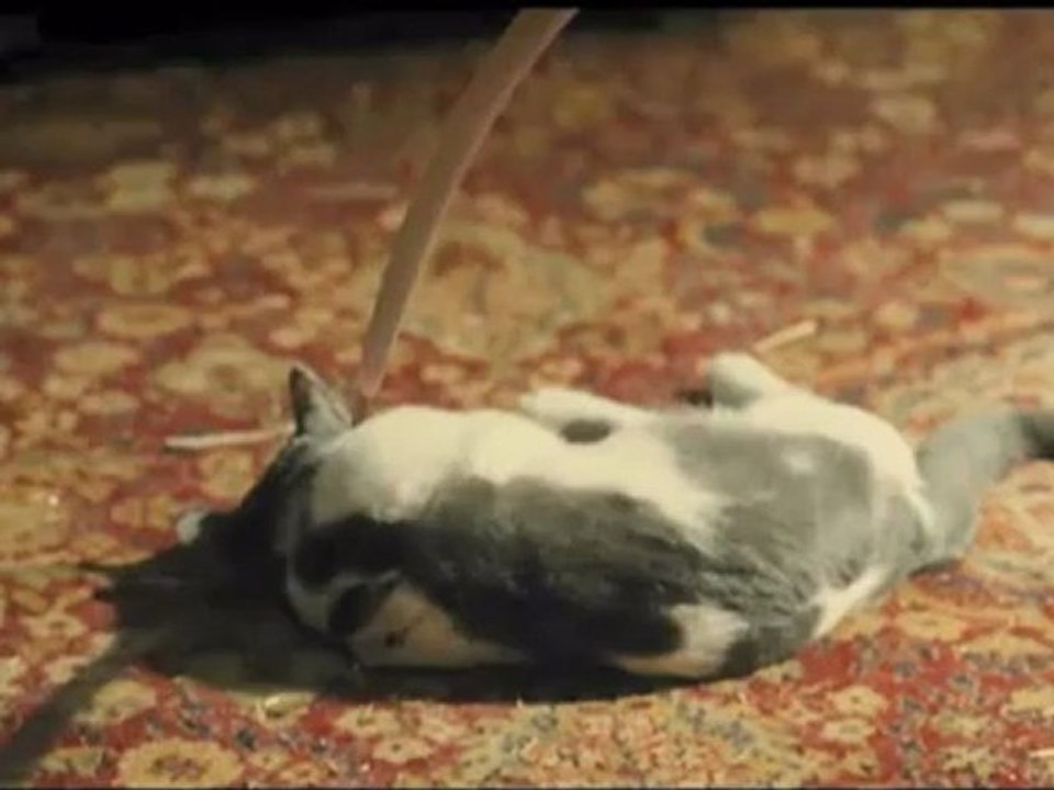 Splice - Clip - Cat Kill