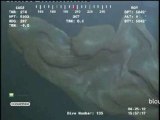 Footage of Mysterious Sea-Creature Goes Viral