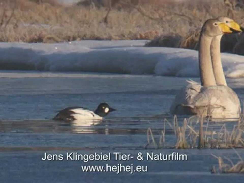 Vom Frühling zurück in den Winter