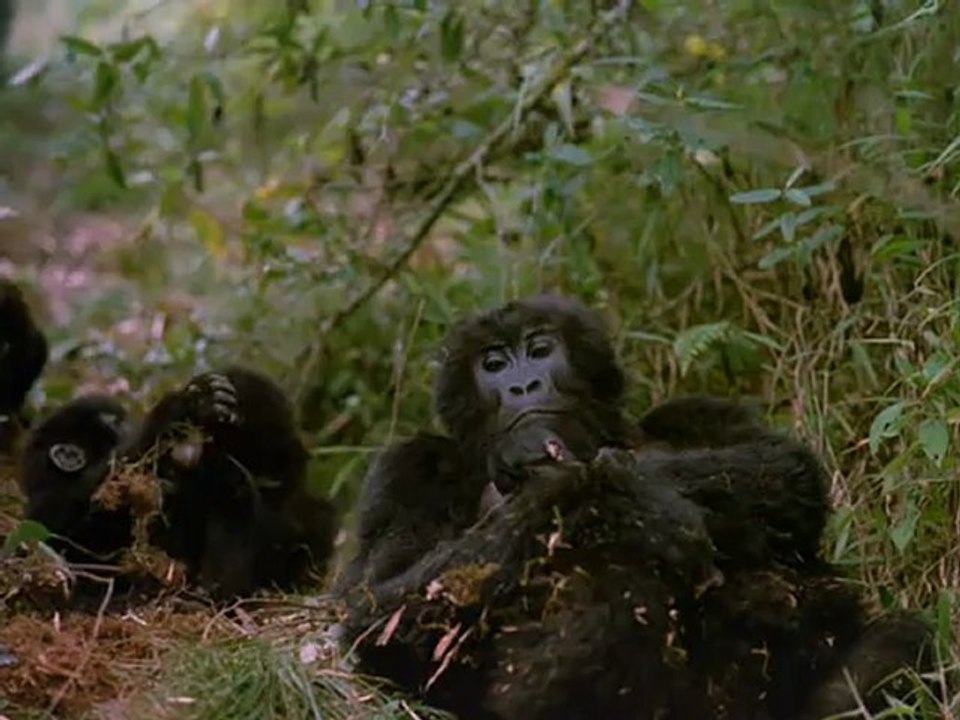 Mountain Gorilla