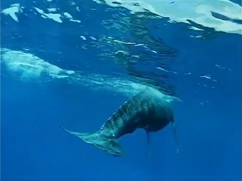 Whales.An.Unforgettable.Journey.1998