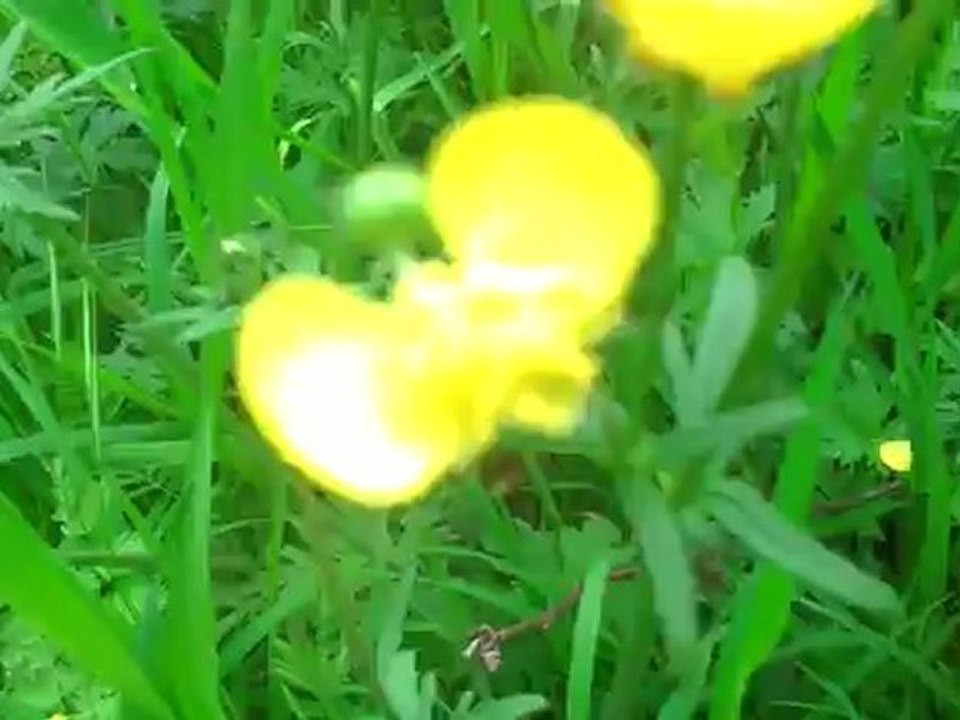 GHANTHO 47 Amsterdam Nature Flower foto Alyas Hanna .