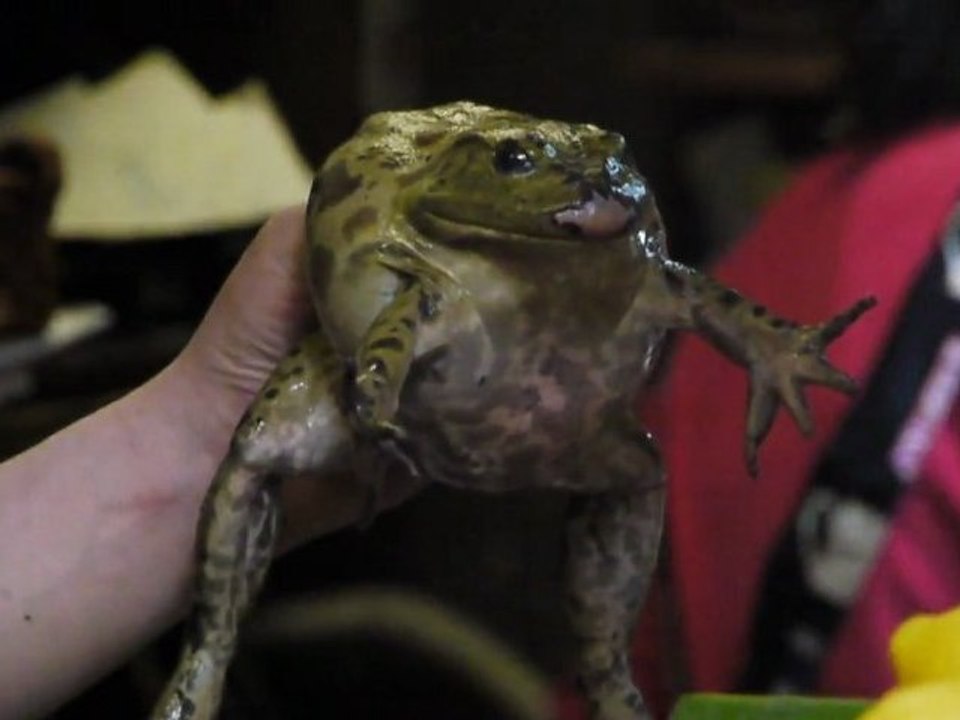 Sashimi de Grenouille (Cuisine Japonaise)